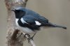 Black-throated Blue Warbler (male) 112.jpg