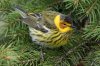Cape May Warbler (male-spring) 105.jpg