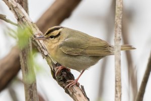 Worm-eating Warbler (spring) 102.jpg