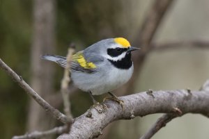 Golden-winged Warbler (male) 109.jpg