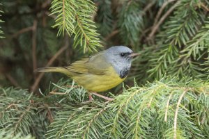 Mourning Warbler (male) 107.jpg