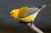 Prothonotary Warbler (male-spring) 109.jpg