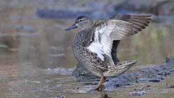 Ain't she sweet_33953.JPG