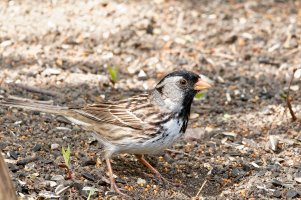 _36A6334_DxO copy.jpg