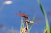Dragonfly-16_FW.jpg