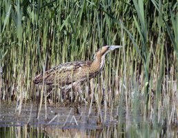 bittern_3Q7A0803-DxO_bittern.jpg