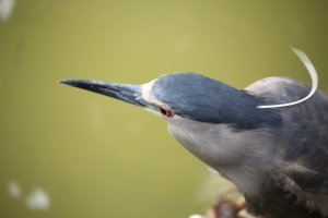 s-1487 heron.JPG