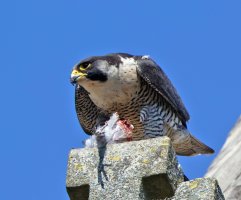 peregrine_pigeon_3Q7A0693-DxO_CR.jpg