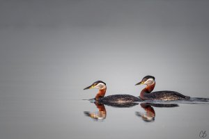 Grebe Pair.jpg