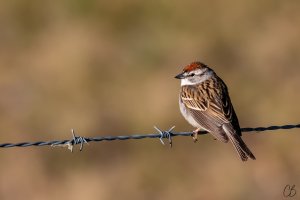 Chipping Sparrow.jpg