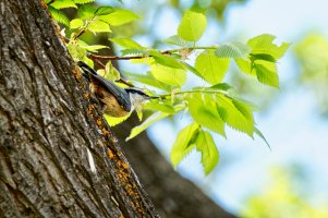 _36A7078_DxO copy.jpg