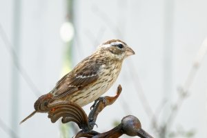 _36A6739_DxO copy.jpg