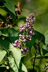 _36A6765_DxO copy.jpg