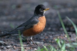 penis Robin_34319.JPG