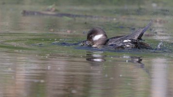 Mrs. Bufflehead_34306.JPG