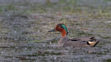 Green-winged teal_s_34150.JPG
