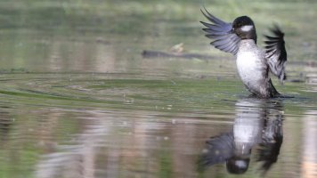 Mrs. Bufflehead_34310.JPG