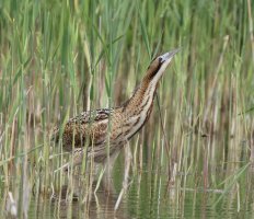 Bittern_3Q7A1544-DxO_face_up_CR.jpg