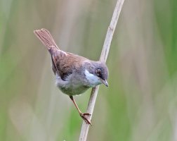 whitethroat_3Q7A1883-DxO_best.jpg