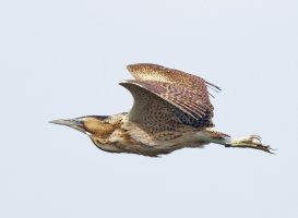 bittern_flying_3Q7A1801-DxO.jpg