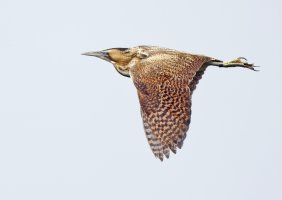 bittern_flying_3Q7A1802-DxO.jpg