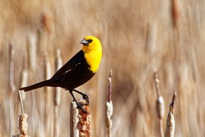 _36A7323_DxO copy.jpg