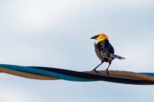 _36A7368_DxO copy.jpg