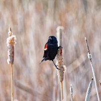 _36A7648_DxO copy.jpg