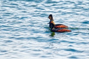 _36A7381_DxO 2 copy.jpg