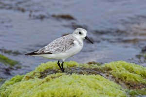 Calidris alba - Sanderling (Hunakai) 8_DxO.jpg