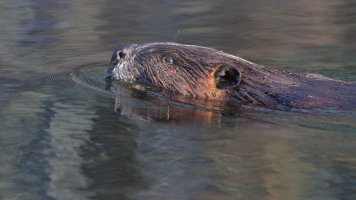 Paddy the beaver_33965.JPG
