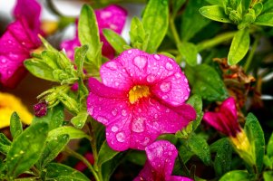 _MG_7780_DxO copy.jpg