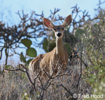 mule deer A0151_52.jpg