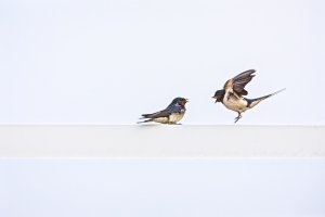 Hirondelles.jpg