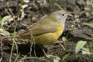 Connecticut Warbler (male-spring) 102.jpg