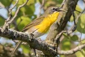 Yellow-breasted Chat (spring) 111.jpg