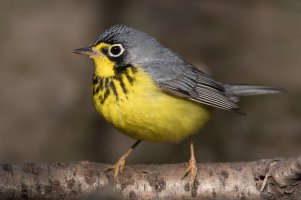Canada Warbler (male-spring) 105.jpg