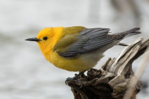 Prothonotary Warbler (male-spring) 117.jpg