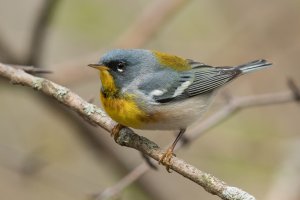 Northern Parula (male-spring) 105.jpg