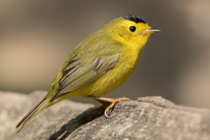 Wilson's Warbler (male-spring) 107.jpg