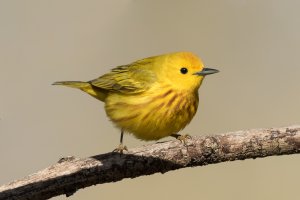 Yellow Warbler (male-spring) 111.jpg