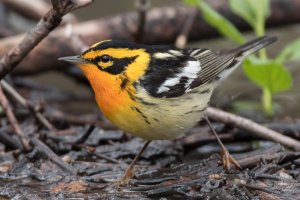 Blackburnian Warbler (male-spring) 116.jpg