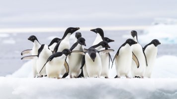 Adelies on Iceberg.jpg