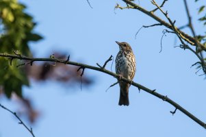 Thrush-8597.jpg