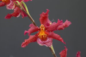 s-1706 red orchid.jpg
