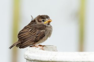 _36A8409_DxO copy.jpg