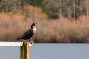 _36A3063_DxO copy.jpg