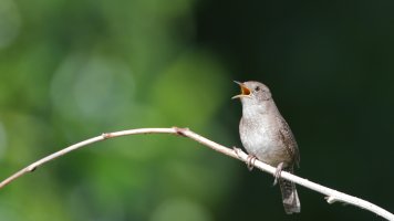 Jenny wren_34863.JPG