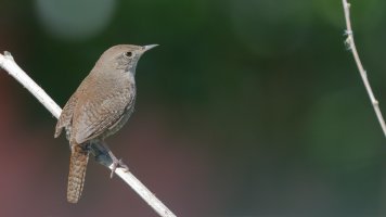 Jenny wren_34899.JPG