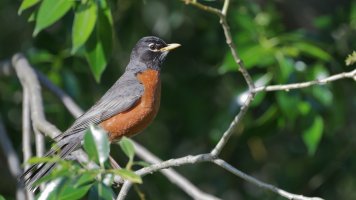 Robin male_34830.JPG